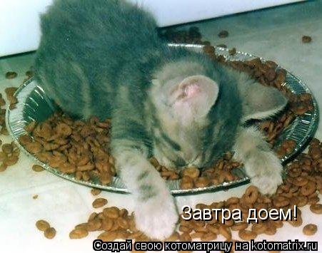 Завтра доем!... Котоматрица: Завтра доем!