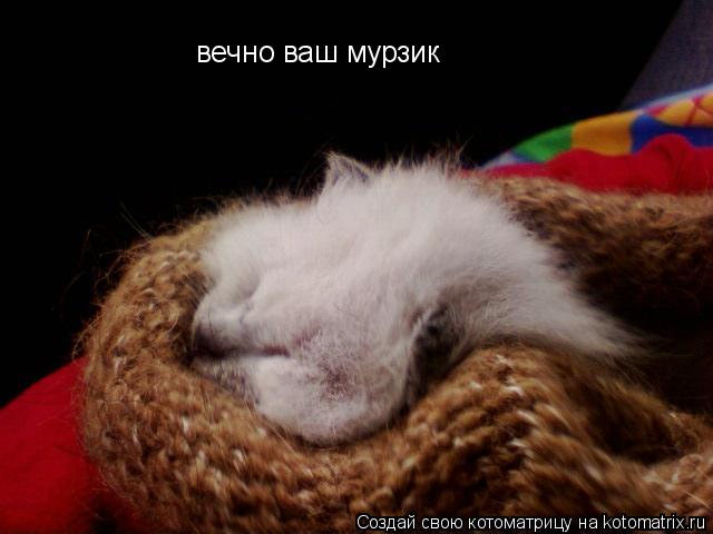 вечно ваш мурзик... Котоматрица: вечно ваш мурзик