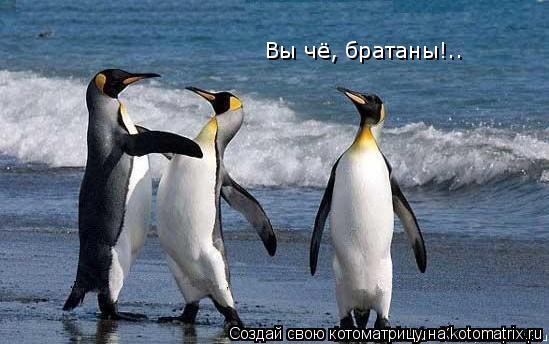 Вы чё, братаны!..... Котоматрица: Вы чё, братаны!..