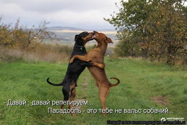 - Давай , давай репетируем... Пасадобль - это тебе не вальс собачий...... Котоматрица: - Давай , давай репетируем... Пасадобль - это тебе не вальс собачий...