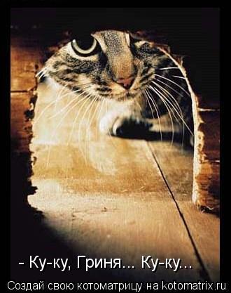 - Ку-ку, Гриня... Ку-ку...... Котоматрица: - Ку-ку, Гриня... Ку-ку...