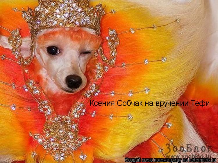 Ксения Собчак на вручении Тефи... Котоматрица: Ксения Собчак на вручении Тефи