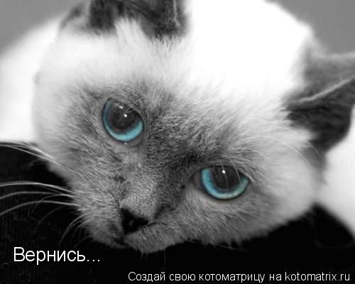 Вернись...... Котоматрица: Вернись...