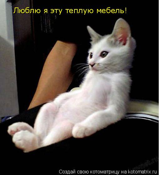 Люблю я эту теплую мебель!... Котоматрица: Люблю я эту теплую мебель!