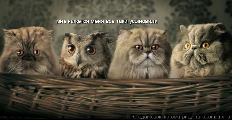 мне кажется меня все таки усыновили... Котоматрица: мне кажется меня все таки усыновили