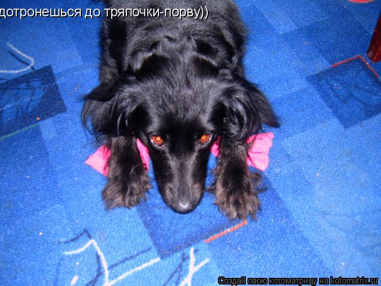 дотронешься до тряпочки-порву))... Котоматрица: дотронешься до тряпочки-порву))