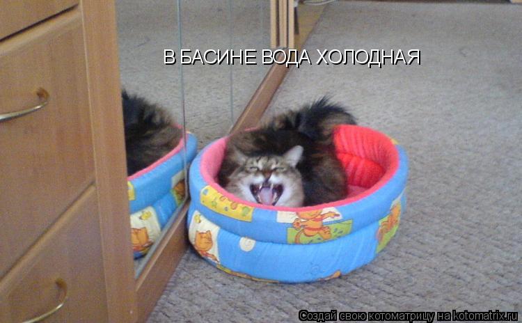 В БАСИНЕ ВОДА ХОЛОДНАЯ... Котоматрица: В БАСИНЕ ВОДА ХОЛОДНАЯ