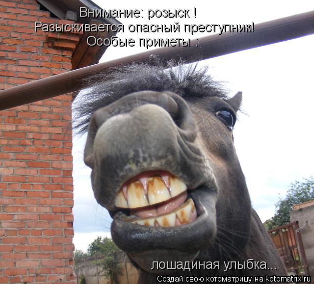 Внимание: розыск ! Разыскивается опасный преступник! Особые приметы : лошадиная улыбка...... Котоматрица: Внимание: розыск ! Разыскивается опасный преступник! Особые приметы : лошадиная улыбка...