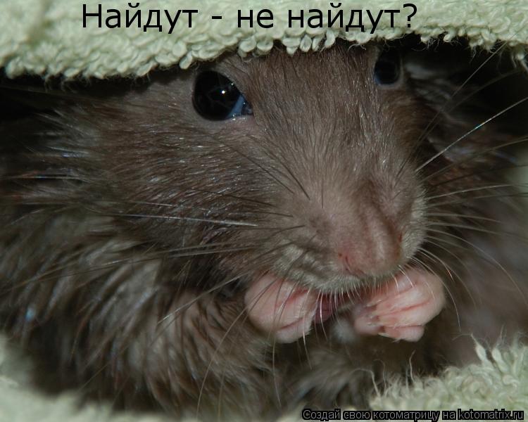 Найдут - не найдут?... Котоматрица: Найдут - не найдут?