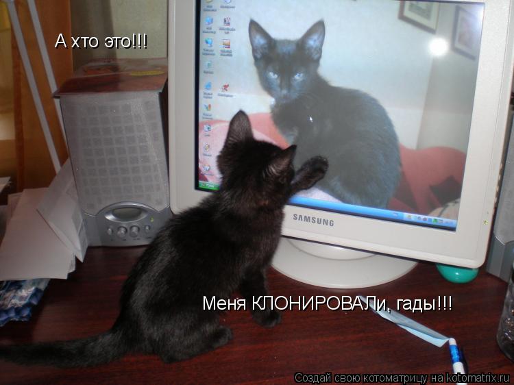 А хто это!!! Меня КЛОНИРОВАЛи, гады!!!... Котоматрица: А хто это!!! Меня КЛОНИРОВАЛи, гады!!!