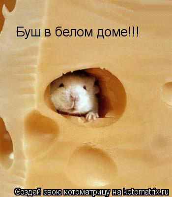 Буш в белом доме!!!... Котоматрица: Буш в белом доме!!!