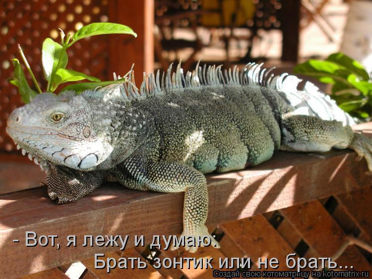 - Вот, я лежу и думаю: Брать зонтик или не брать...... Котоматрица: - Вот, я лежу и думаю: Брать зонтик или не брать...