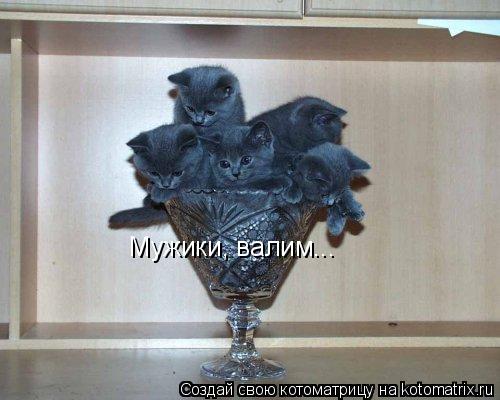 Мужики, валим...... Котоматрица: Мужики, валим...