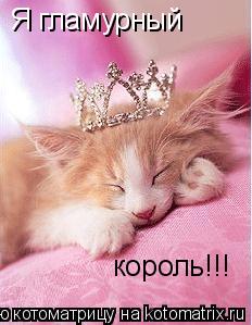 Я гламурный король!!!... Котоматрица: Я гламурный король!!!