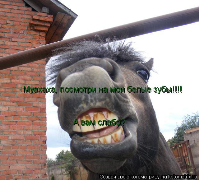 Муахаха, посмотри на мои белые зубы!!!! Муахаха, посмотри на мои белые зубы!!!! А вам слабо? А вам сл... Котоматрица: Муахаха, посмотри на мои белые зубы!!!! Муахаха, посмотри на мои белые зубы!!!! А вам слабо? А вам слабо?