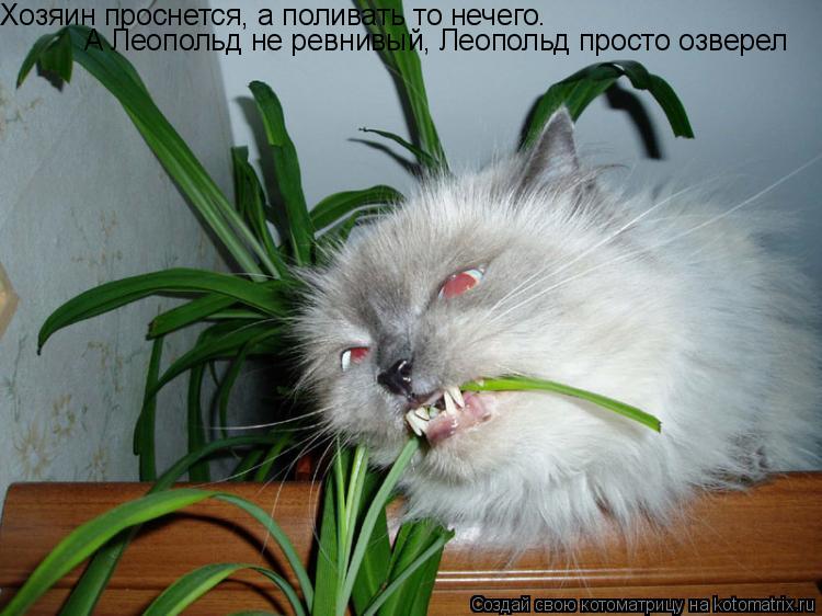 Хозяин проснется, а поливать то нечего. А Леопольд не ревнивый, Леопольд просто озверел... Котоматрица: Хозяин проснется, а поливать то нечего. А Леопольд не ревнивый, Леопольд просто озверел