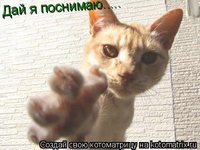 Дай я поснимаю........ Котоматрица: Дай я поснимаю.....