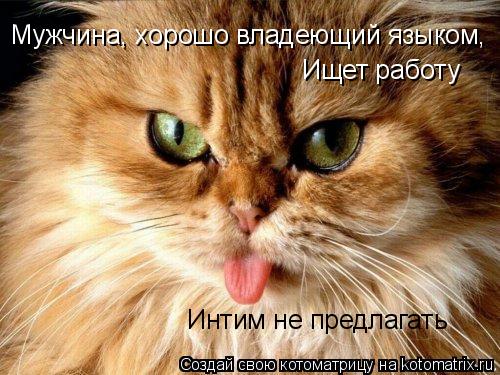 Мужчина, хорошо владеющий языком, Ищет работу Интим не предлагать... Котоматрица: Мужчина, хорошо владеющий языком, Ищет работу Интим не предлагать
