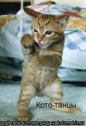 Кото-танцы... Котоматрица: Кото-танцы