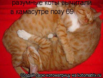 разумные коты вычитали в камасутре позу 69... Котоматрица: разумные коты вычитали в камасутре позу 69