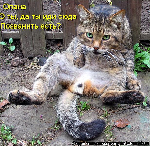 Котоматрица: Опана Э ты, да ты иди сюда Позванить есть?