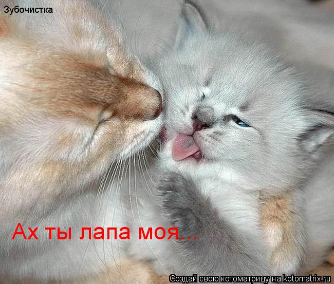 Зубочистка Ах ты лапа моя...... Котоматрица: Зубочистка Ах ты лапа моя...
