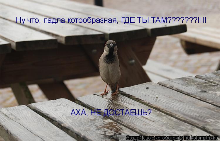 Ну что, падла котообразная, ГДЕ ТЫ ТАМ???????!!!! АХА, НЕ ДОСТАЕШЬ?... Котоматрица: Ну что, падла котообразная, ГДЕ ТЫ ТАМ???????!!!! АХА, НЕ ДОСТАЕШЬ?