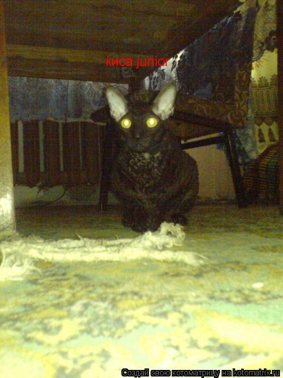 киса junior... Котоматрица: киса junior