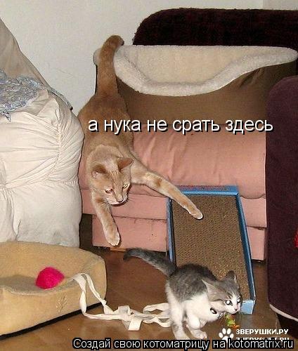 а нука не срать здесь... Котоматрица: а нука не срать здесь
