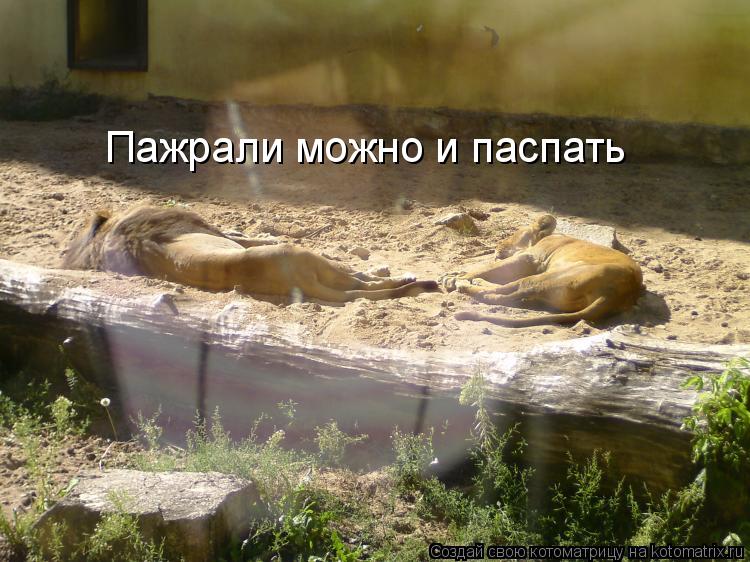 Пажрали можно и паспать... Котоматрица: Пажрали можно и паспать