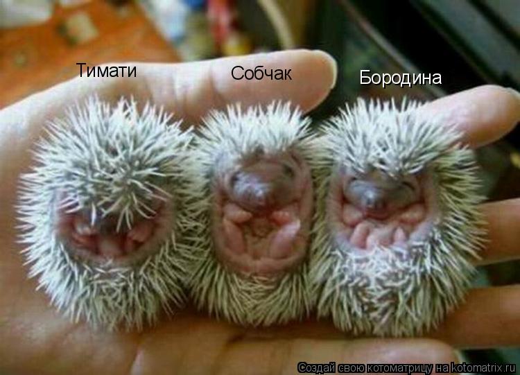 Тимати Собчак Бородина... Котоматрица: Тимати Собчак Бородина