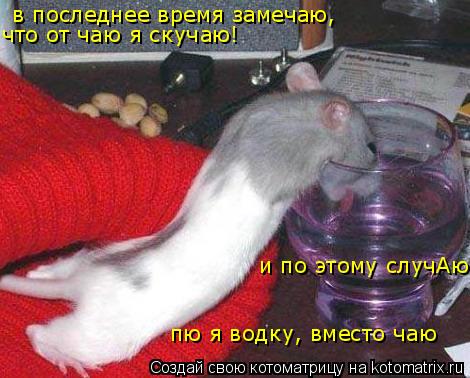 в последнее время замечаю, что от чаю я скучаю! и по этому случАю пю я водку, вместо чаю... Котоматрица: в последнее время замечаю, что от чаю я скучаю! и по этому случАю пю я водку, вместо чаю