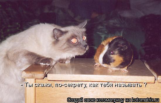 - Ты скажи, по-секрету, как тебя называть ?... Котоматрица: - Ты скажи, по-секрету, как тебя называть ?
