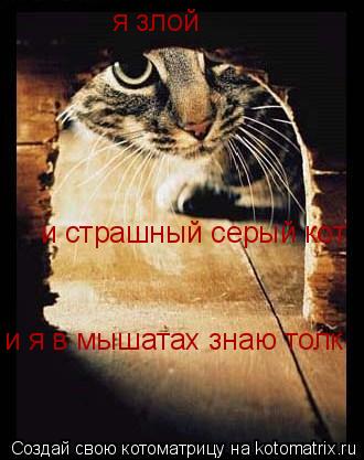 и страшный серый кот я злой и я в мышатах знаю толк... Котоматрица: и страшный серый кот я злой и я в мышатах знаю толк
