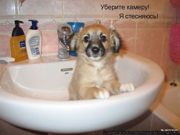 Уберите камеру! Я стесняюсь!... Котоматрица: Уберите камеру! Я стесняюсь!