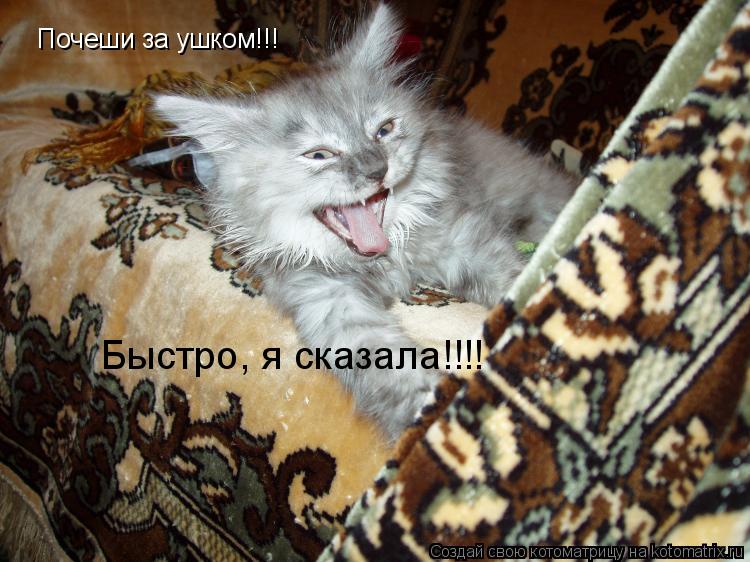 Почеши за ушком!!! Быстро, я сказала!!!!... Котоматрица: Почеши за ушком!!! Быстро, я сказала!!!!