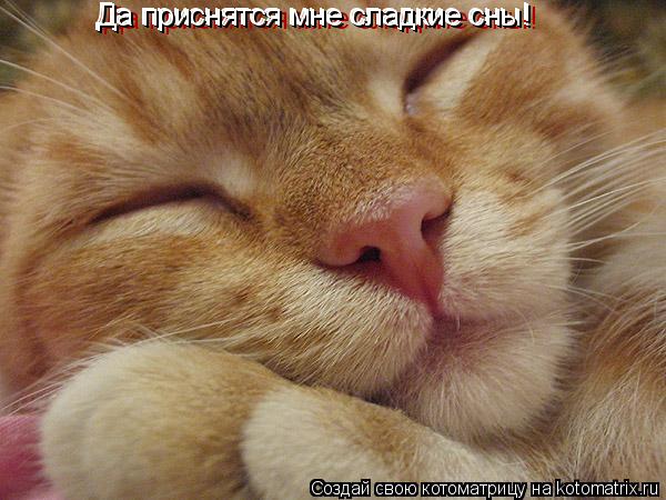 Да приснятся мне сладкие сны! Да приснятся мне сладкие сны! Да приснятся мне сладкие сны!... Котоматрица: Да приснятся мне сладкие сны! Да приснятся мне сладкие сны! Да приснятся мне сладкие сны!