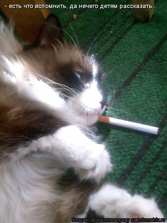 - есть что вспомнить, да нечего детям рассказать..... Котоматрица: - есть что вспомнить, да нечего детям рассказать..