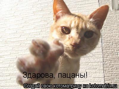 Здарова, пацаны!... Котоматрица: Здарова, пацаны!