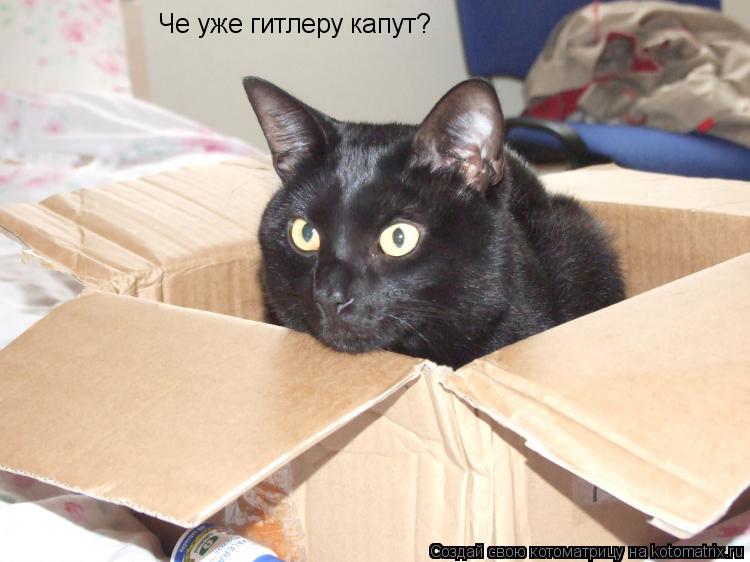 Че уже гитлеру капут?... Котоматрица: Че уже гитлеру капут?