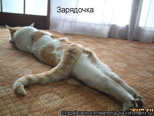 Зарядочка... Котоматрица: Зарядочка
