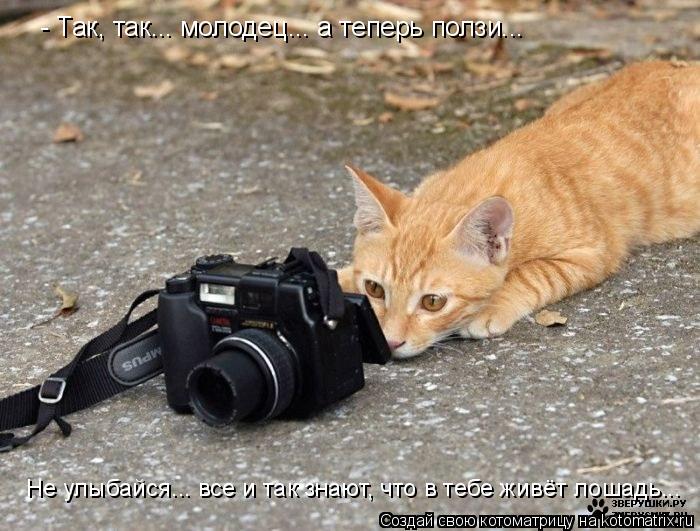 - Так, так... молодец... а теперь ползи... Не улыбайся... все и так знают, что в тебе живёт лошадь...... Котоматрица: - Так, так... молодец... а теперь ползи... Не улыбайся... все и так знают, что в тебе живёт лошадь...
