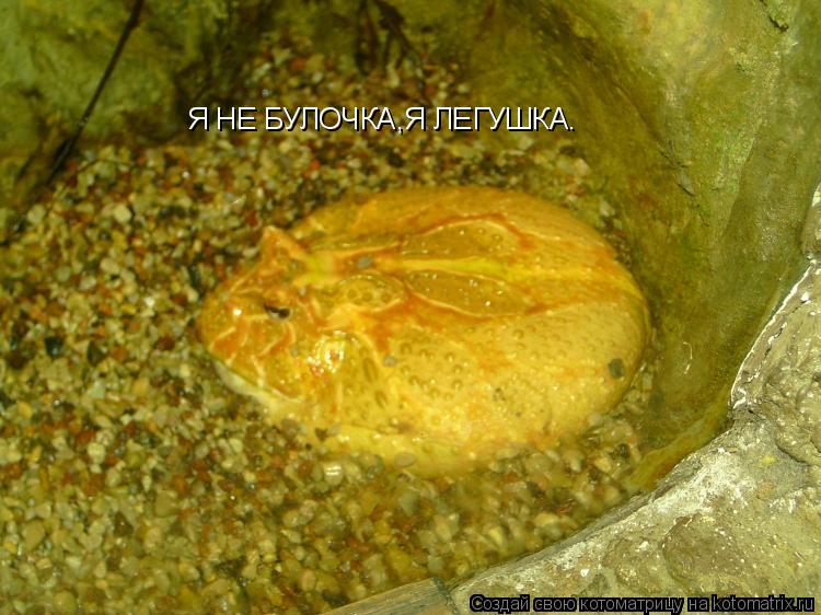 Я НЕ БУЛОЧКА,Я ЛЕГУШКА.... Котоматрица: Я НЕ БУЛОЧКА,Я ЛЕГУШКА.