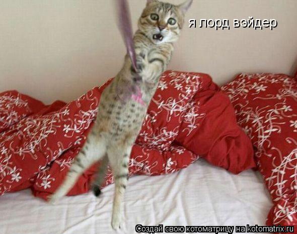 я лорд вэйдер... Котоматрица: я лорд вэйдер