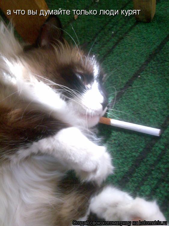 а что вы думайте только люди курят... Котоматрица: а что вы думайте только люди курят