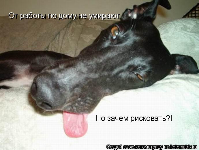 От работы по дому не умирают - Но зачем рисковать?!... Котоматрица: От работы по дому не умирают - Но зачем рисковать?!