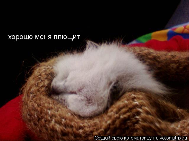 хорошо меня плющит... Котоматрица: хорошо меня плющит