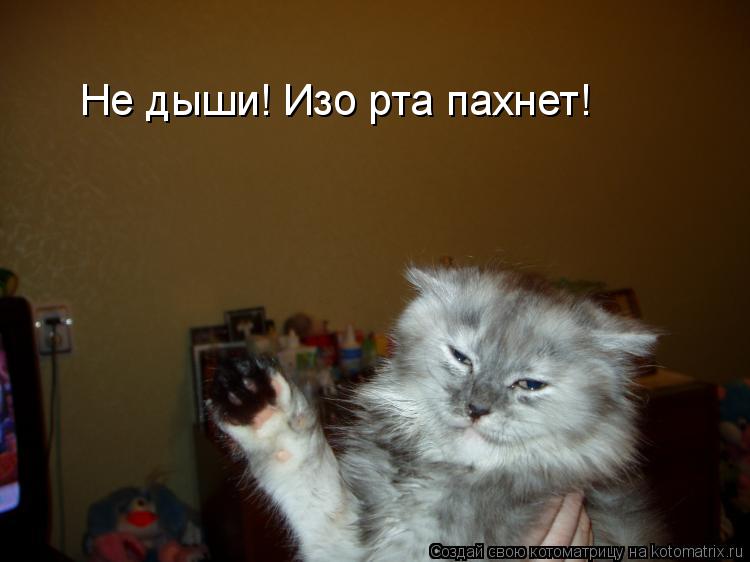 Не дыши! Изо рта пахнет!... Котоматрица: Не дыши! Изо рта пахнет!
