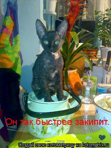 Он так быстрее закипит.... Котоматрица: Он так быстрее закипит.
