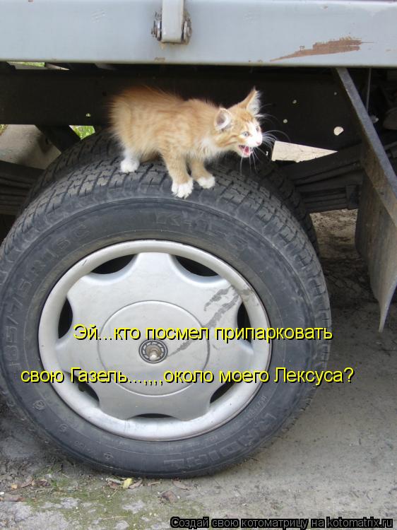 Эй...кто посмел припарковать свою Газель...,,,,около моего Лексуса?... Котоматрица: Эй...кто посмел припарковать свою Газель...,,,,около моего Лексуса?